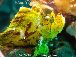 Leaf Scorpionfish hanging out at Liberty Wreck-Tulamben, ... by Michelle Choong_khoo 
